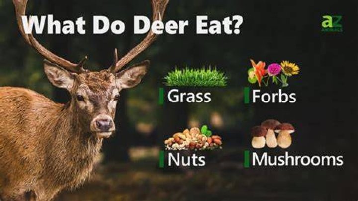 Do deers like sweets?