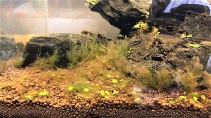 Do diatoms mean my tank is cycled?