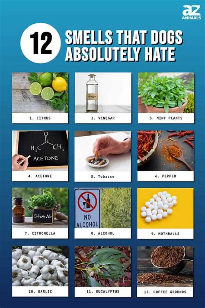 Do dogs hate citrus?