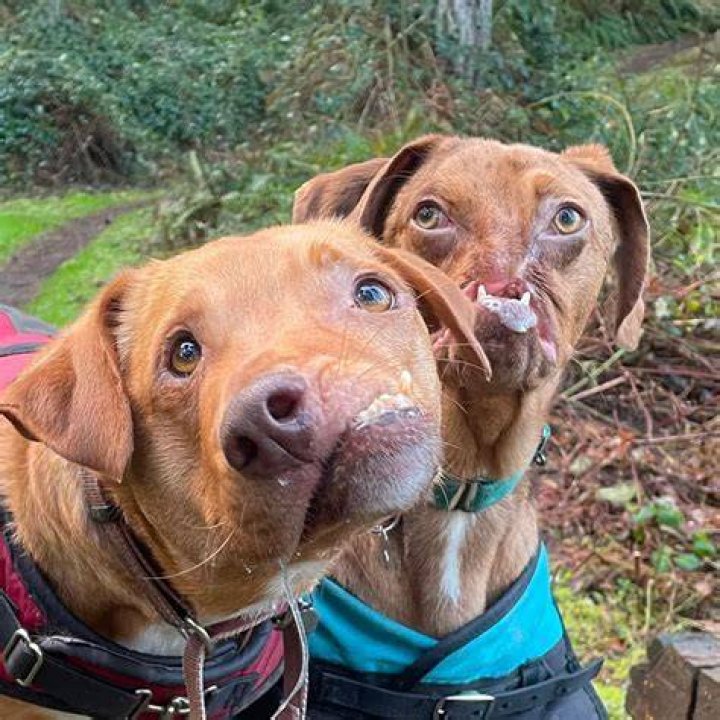 Do dogs have dimples?