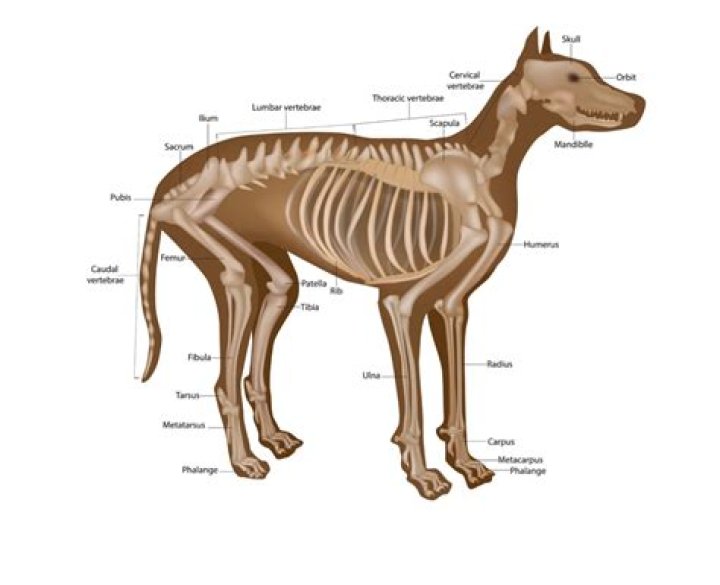 Do dogs have kneecaps?