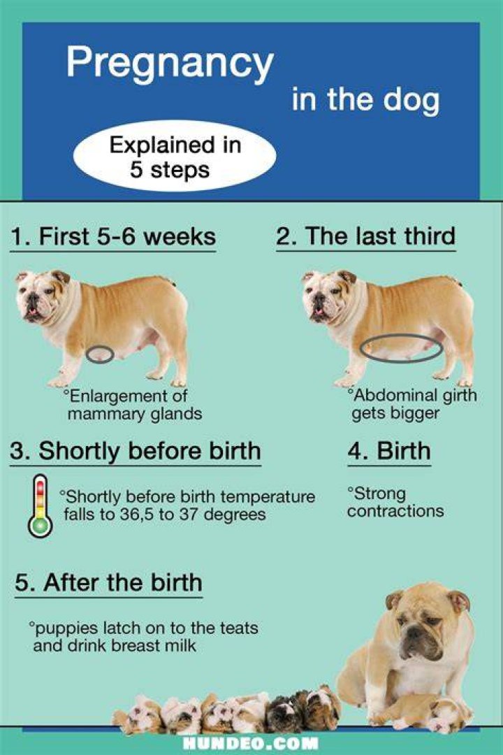 Do dogs know if you're pregnant?