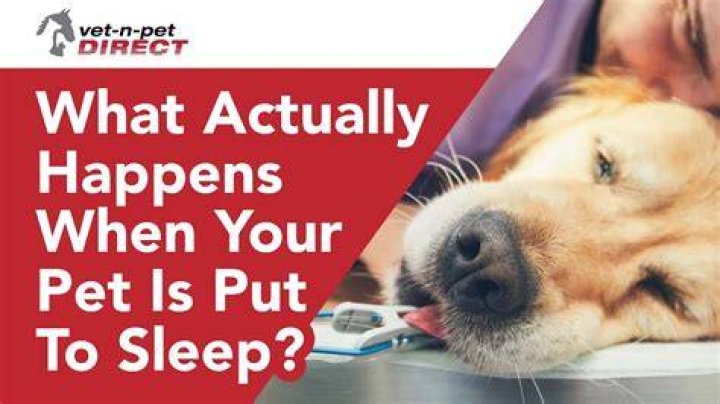 Do dogs know when they are being put to sleep?