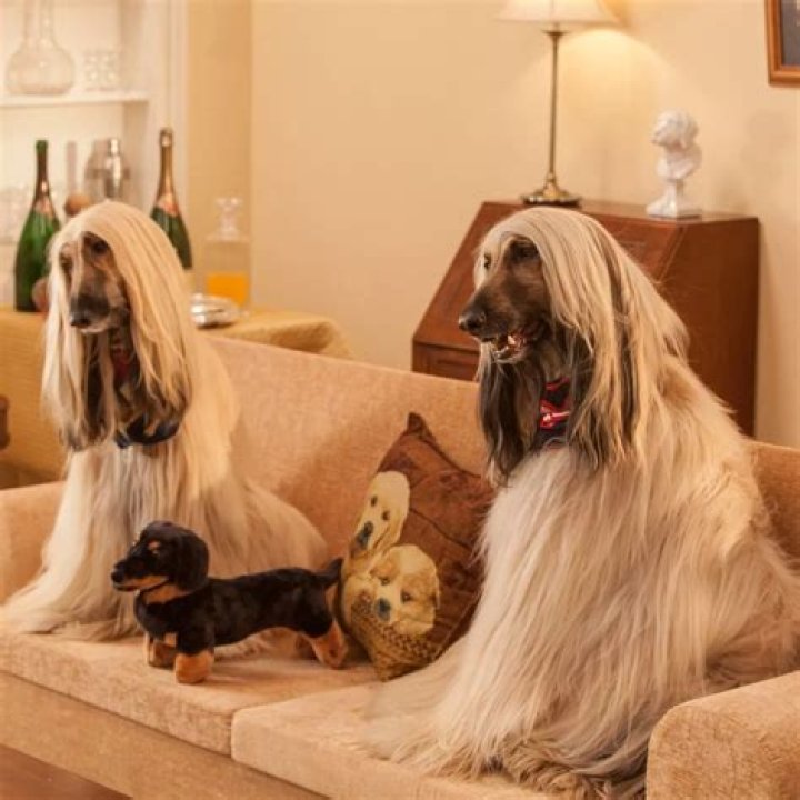 Do dogs like TV left on?
