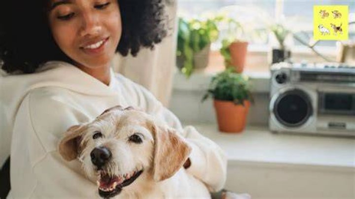Do dogs like when you scratch their sweet spot?