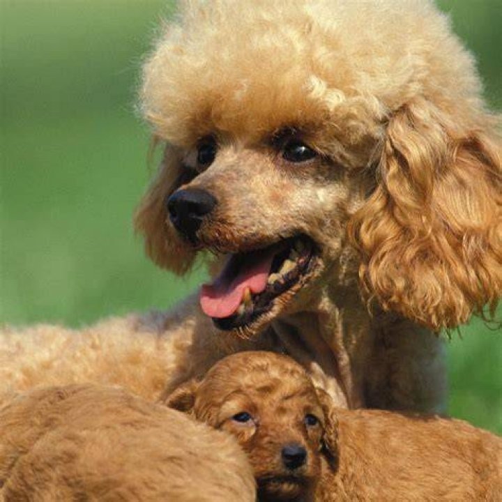 Do dogs miss their moms?
