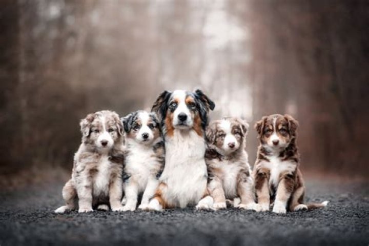 Do dogs miss their puppies?