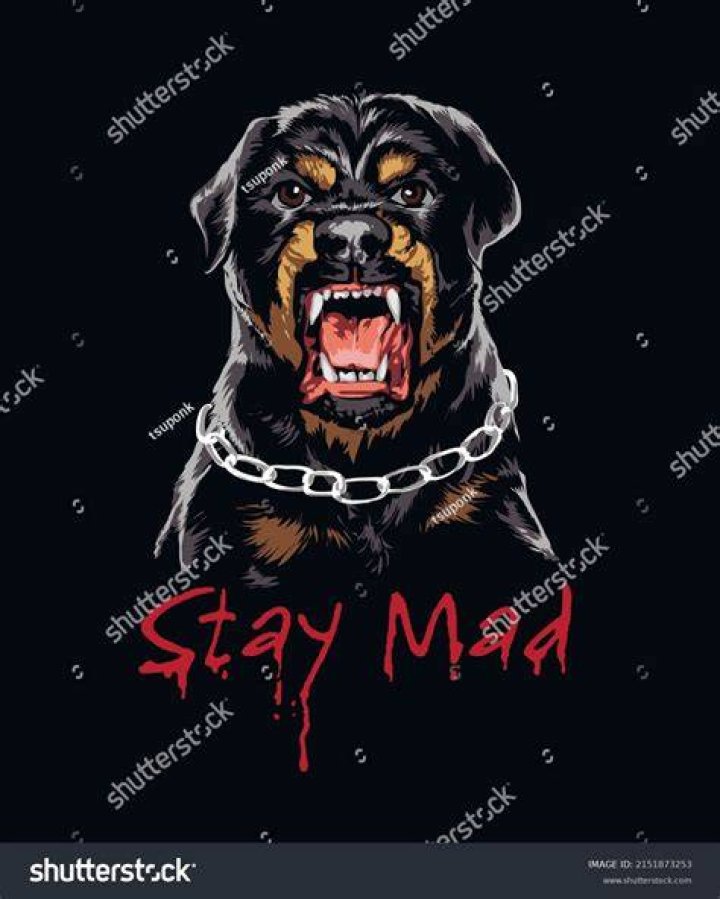 Do dogs stay mad at you?