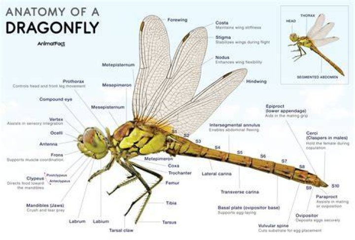 Do dragonflies have 8 eyes?