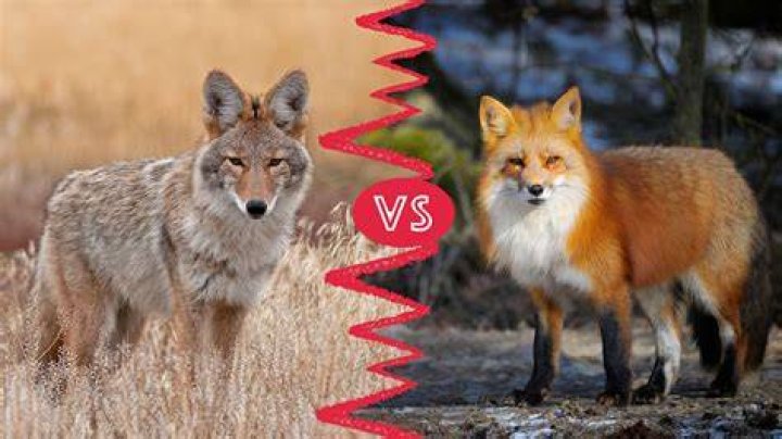 Do foxes and coyotes live together?