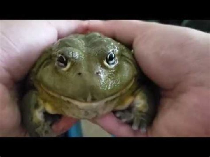 Do frogs like to be touched?