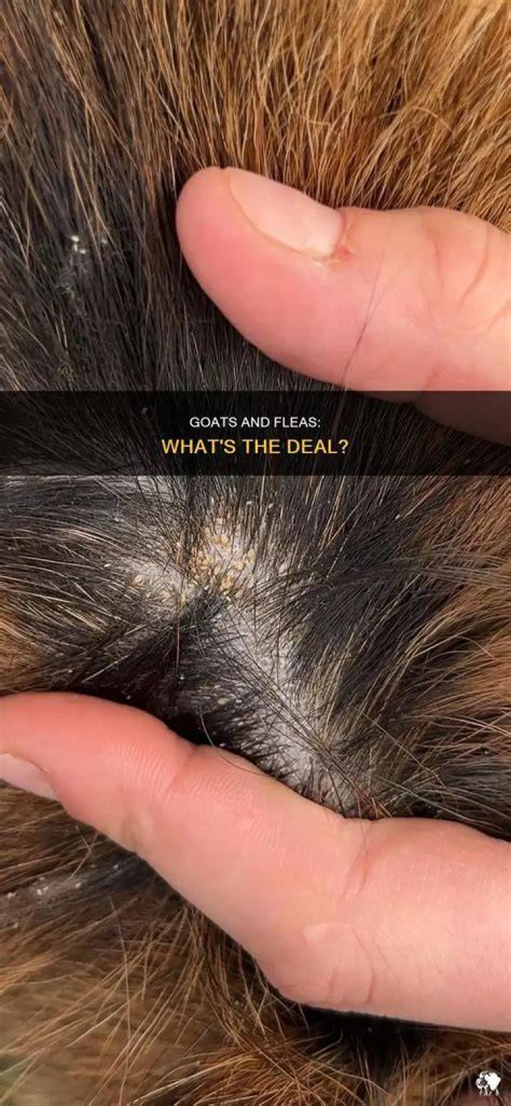 Do goats get fleas?