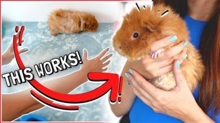 Do guinea pigs like to be picked up?