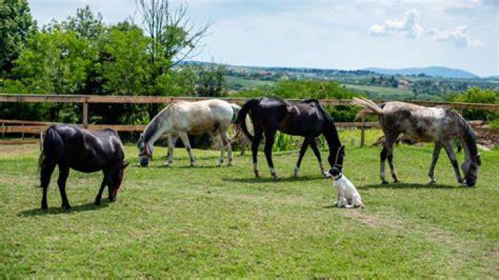 Do horses and dogs get along?