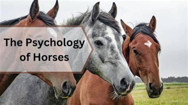 Do horses feel guilt?