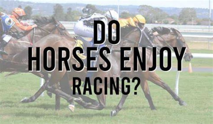 Do horses like being raced?