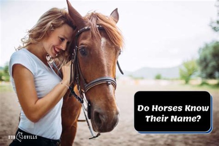 Do horses respond to their name?