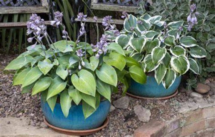 Do hostas do well in pots?