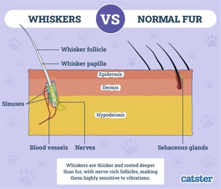 Do humans have whiskers?