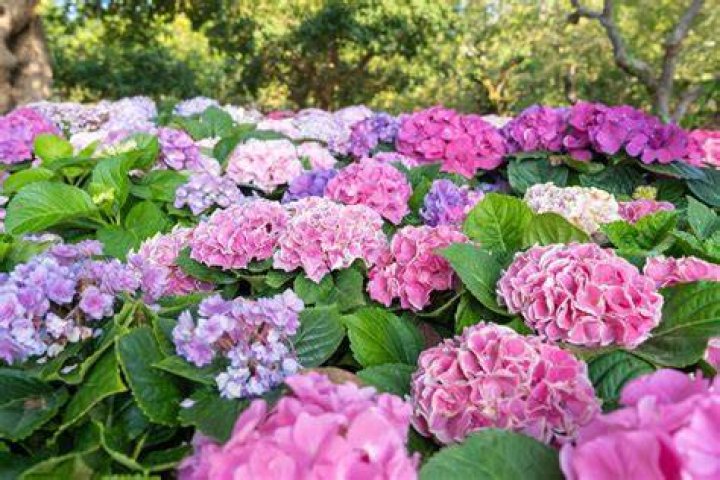 Do hydrangeas multiply?