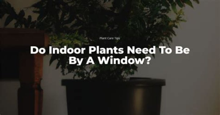 Do indoor plants need to be by a window?