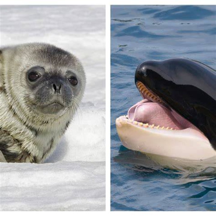 Do killer whales eat elephant seals?