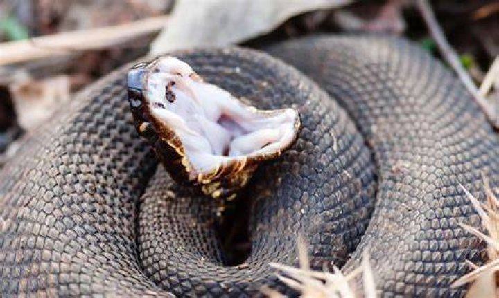 Do king snakes eat cottonmouths?