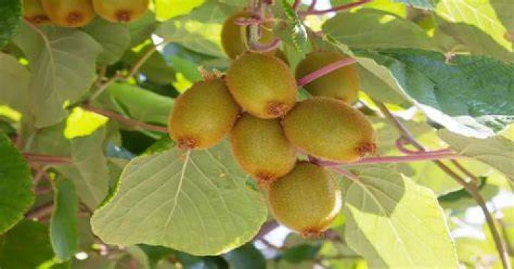 Do Kiwis grow in Ireland?