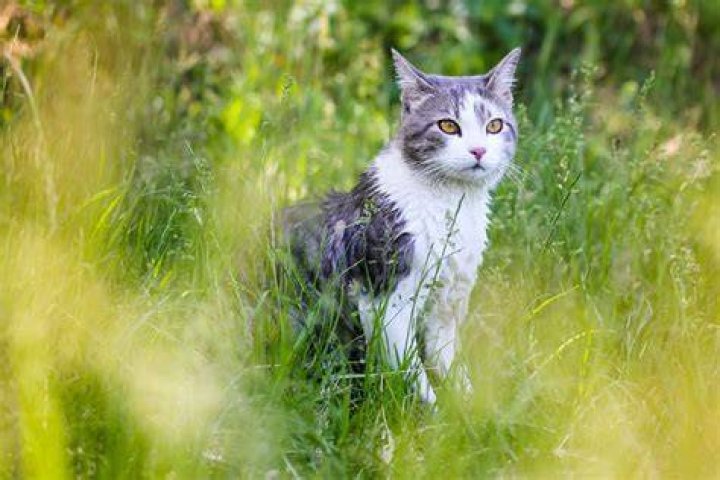 Do male cats prefer male owners?