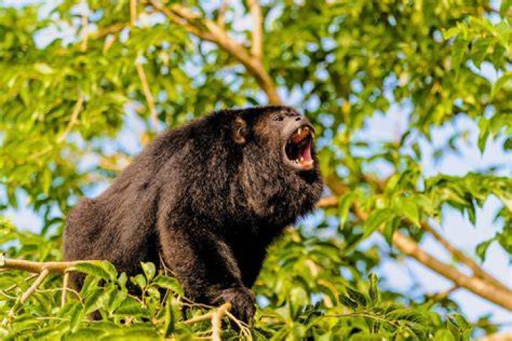 Do monkeys live in the rainforest?