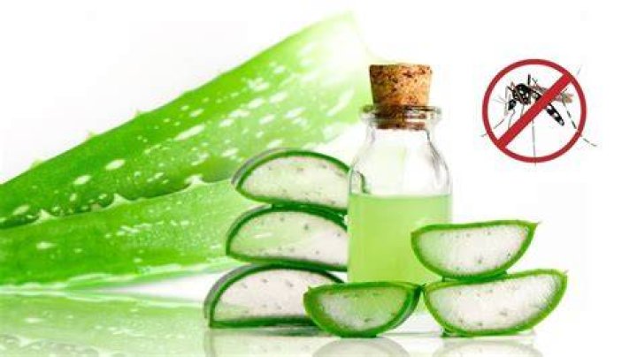 Do mosquitoes hate aloe vera?