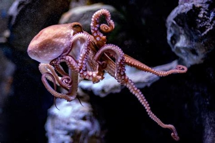 Do octopus legs grow back?