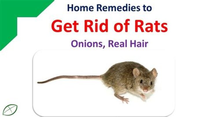 Do Onions get rid of rats?