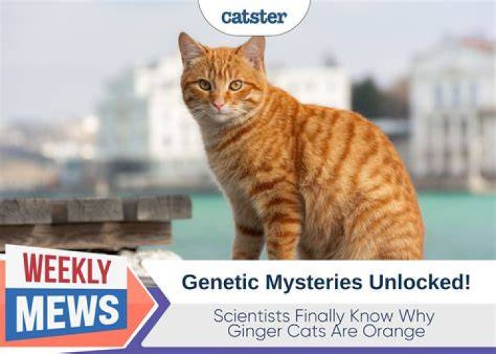 Do orange cats talk more?