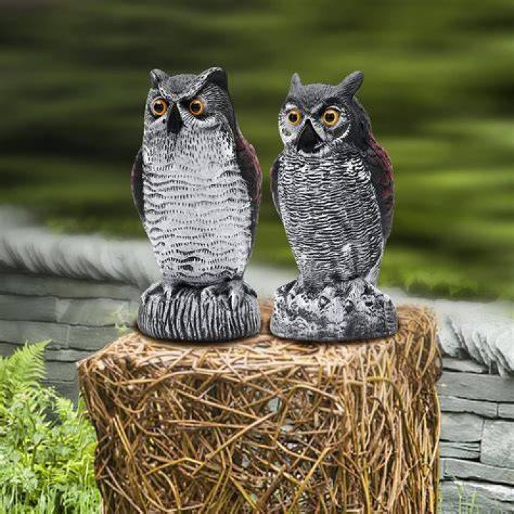 Do owl statues work for rats?