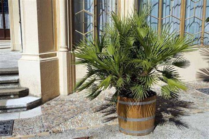 Do palms like small pots?