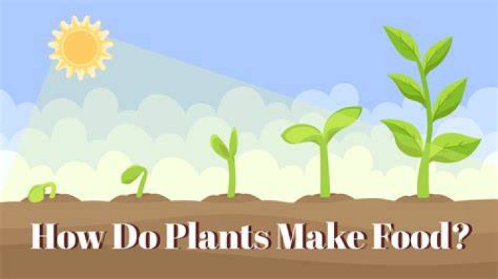 Do plants make noises?