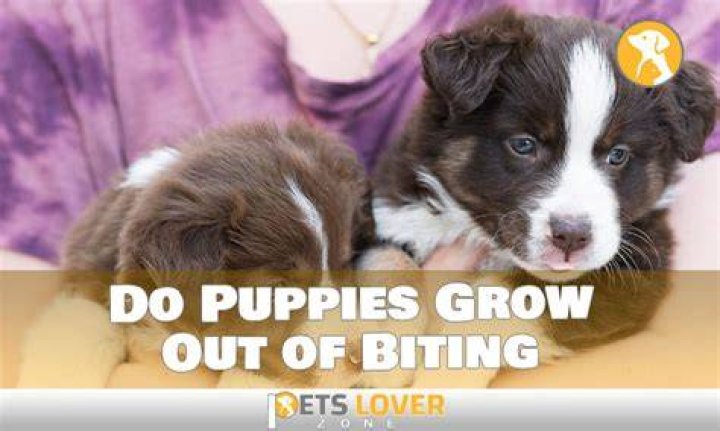 Do puppies grow out of biting?