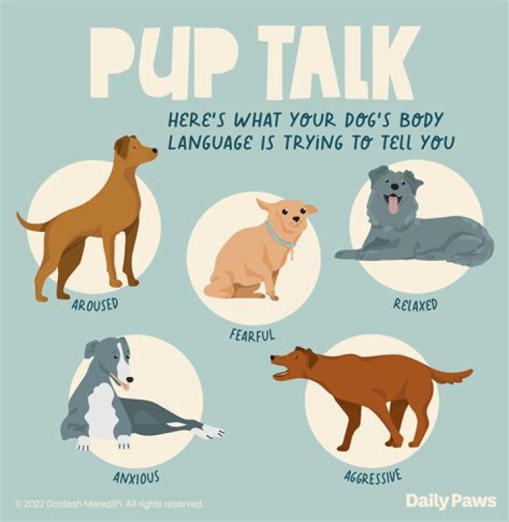 Do puppies understand no?