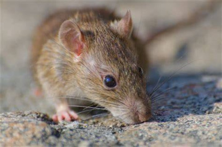 Do rats go where dogs are?