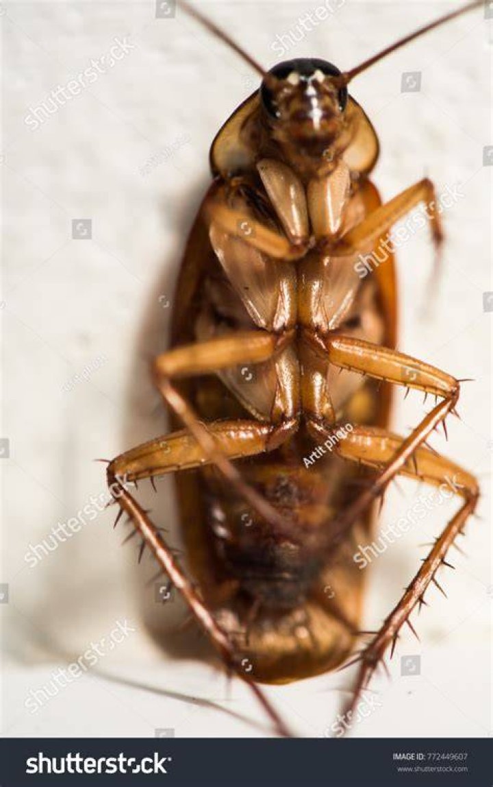 Do roaches sleep?