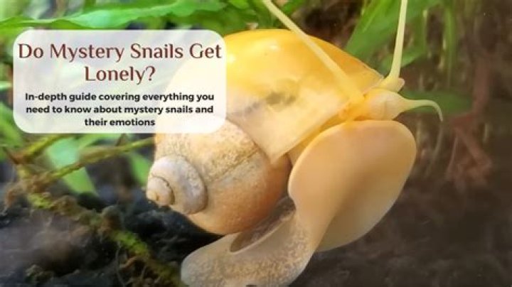 Do snails get lonely?