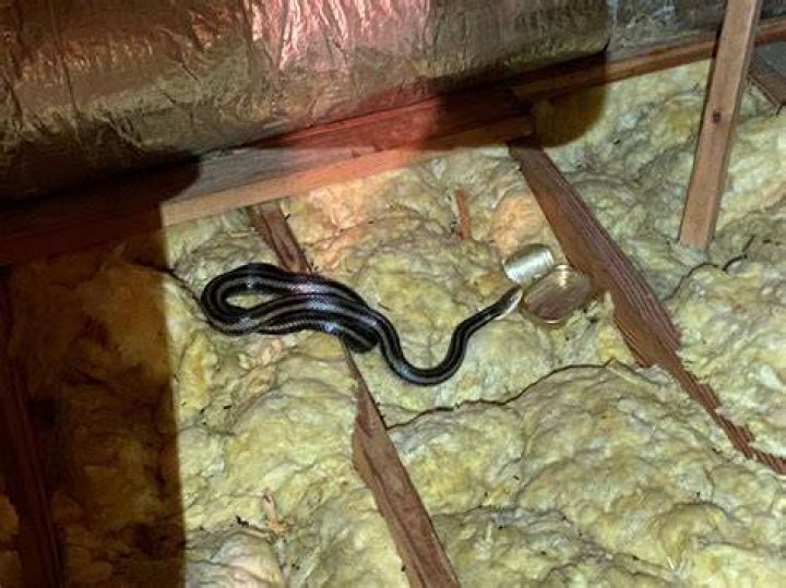 Do snakes go into beds?