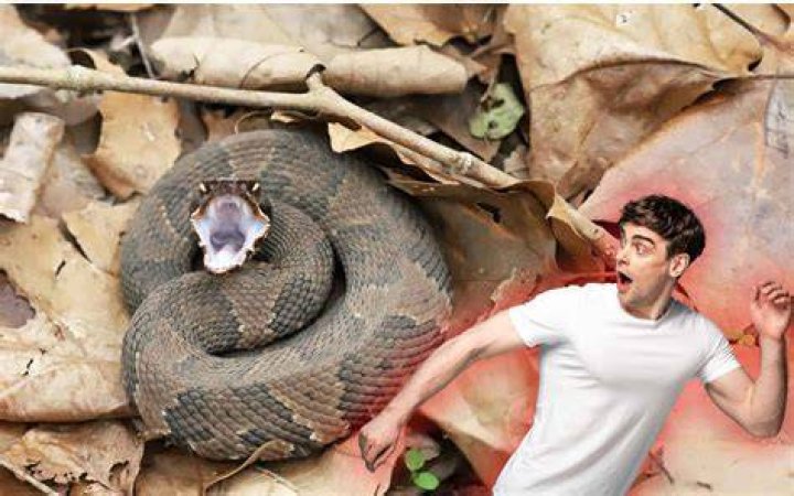 Do snakes run away from humans?