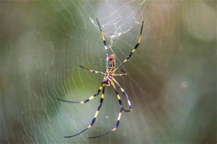 Do spiders like the light?