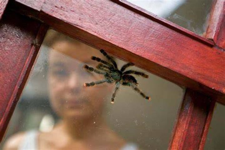 Do spiders survive being thrown out windows?