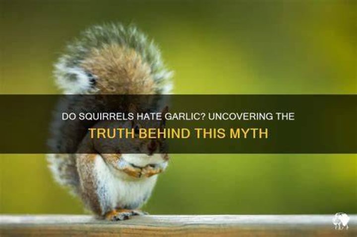 Do squirrels hate garlic?