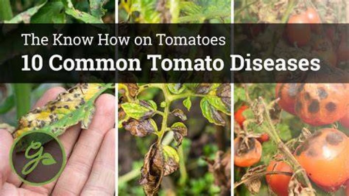 Do tomatoes cause skin inflammation?