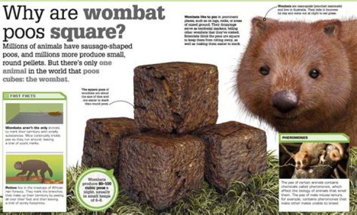 Do wombats poop squares?