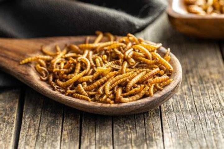 Do worms eat themselves?